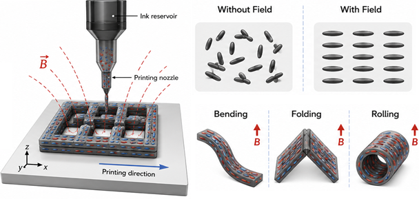 Magnetic-field-assisted direct ink writing: field-controlled orientation and programmed bending, folding, and rolling